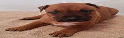 Staffordshire Bull Terrier dogs for sale: Red staffy puppys  - Advert 23
