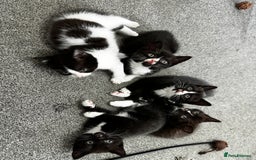 British Shorthair cats for sale: British short hair cross  - Image 6