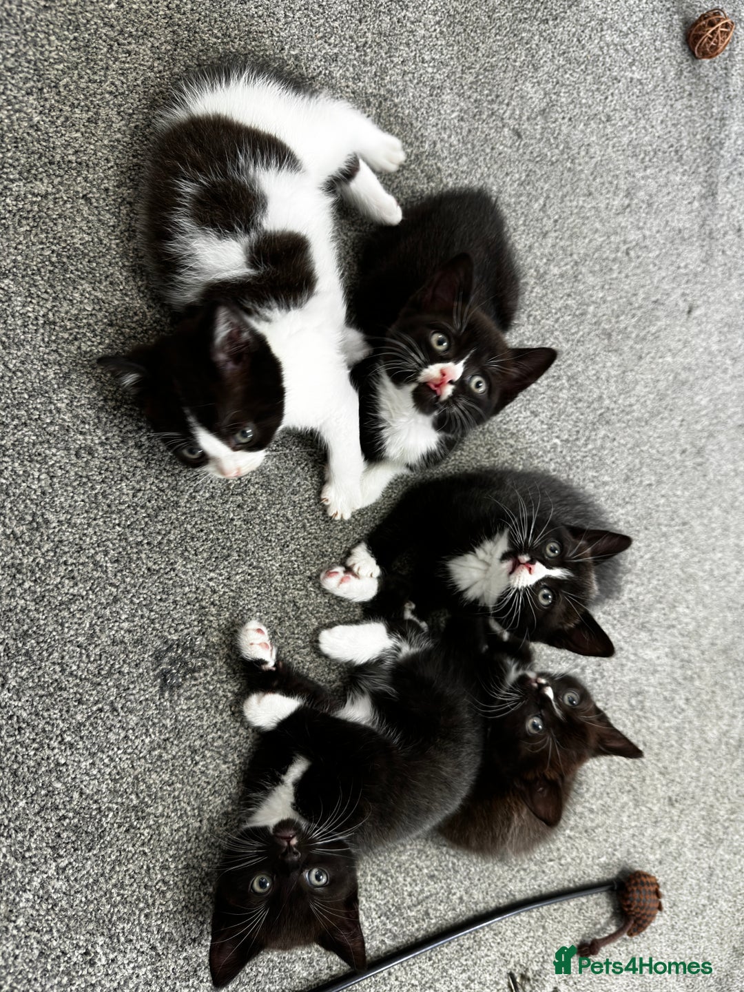 British Shorthair cats for sale: British short hair cross  - Image 6