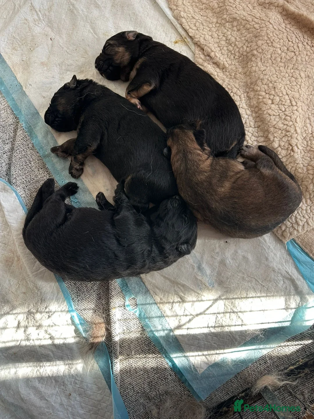 German Shepherd dogs for stud: PROVEN German shepherd for stud  in Bexhill-on-Sea - Advert 20