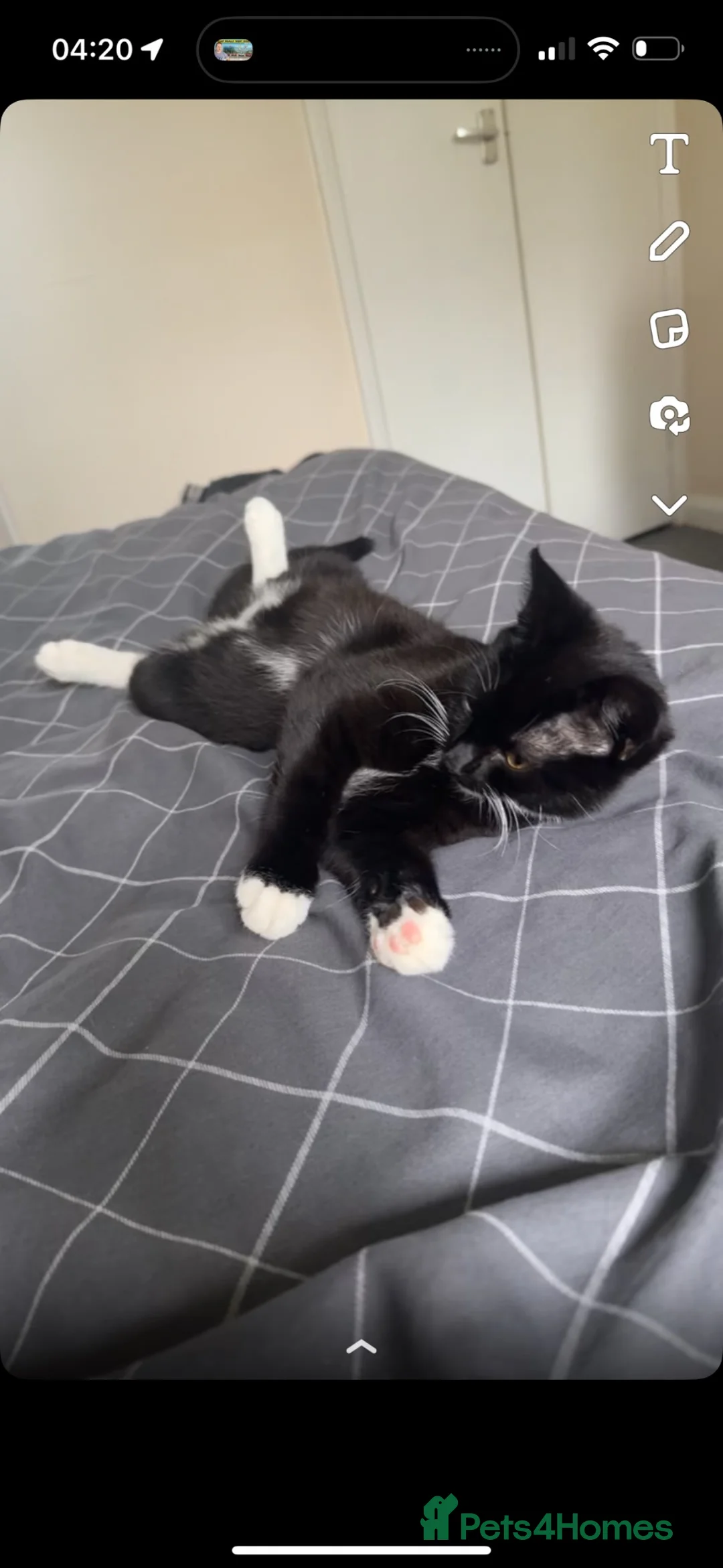 Mixed Breed cats for sale: Socks  - Advert 5