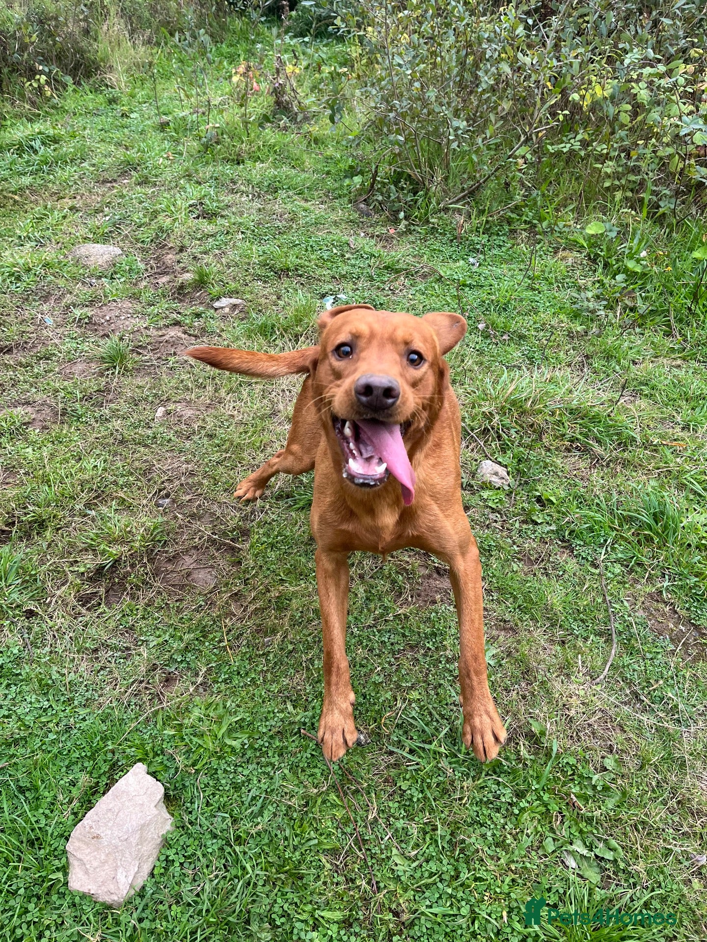 Labrador Retriever dogs Fox red Labrador is looking for new home  - Advert 7