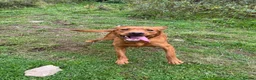 Labrador Retriever dogs for sale: Fox red Labrador is looking for new home  in Saint Austell - Advert 1