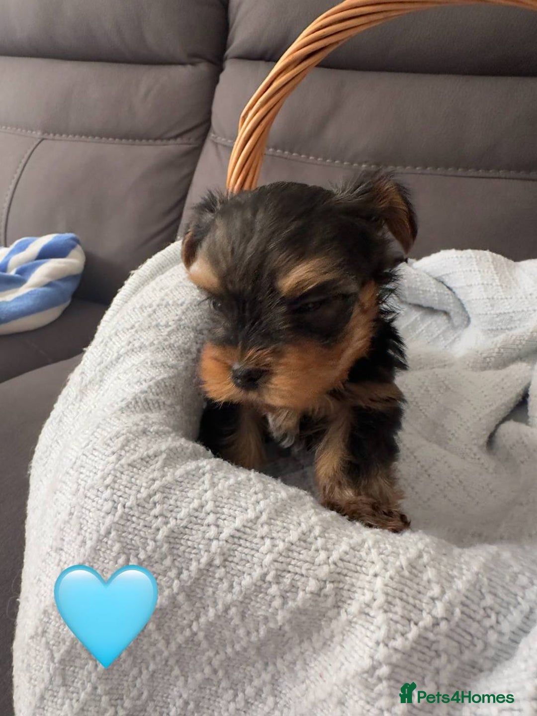 Yorkshire Terrier dogs for sale: Miniature Yorkie Puppies – Boy and Girl - Advert 12