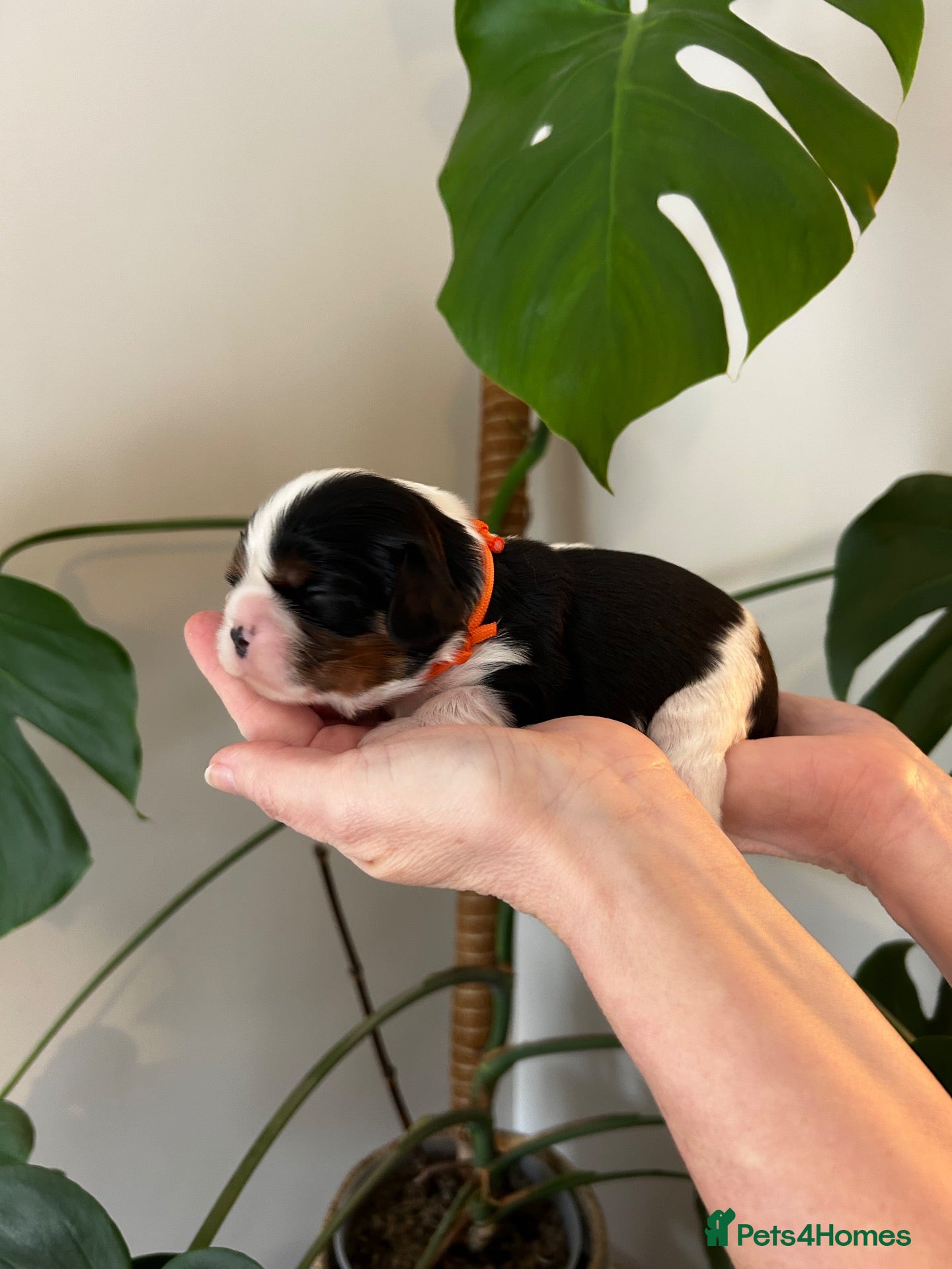 Cavalier King Charles Spaniel dogs Exceptional cavalier King Charles puppies  - Advert 1