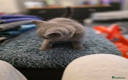 British Shorthair cats for sale: BSH kittens ready now vet checked - Image 4