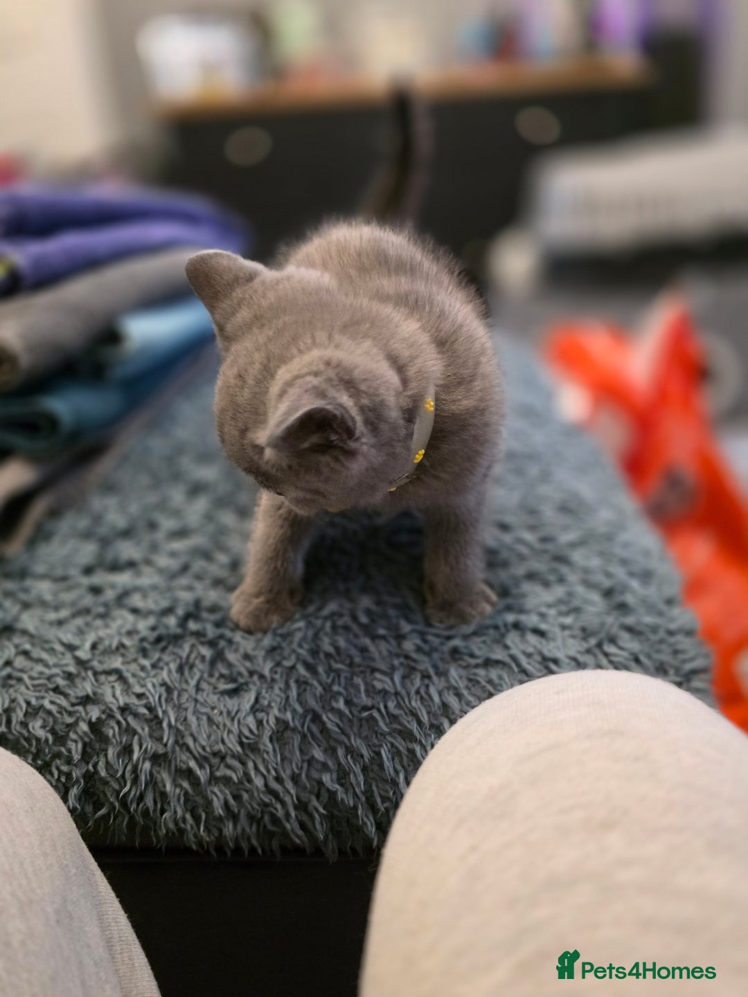 British Shorthair cats for sale: BSH kittens ready now vet checked - Image 4