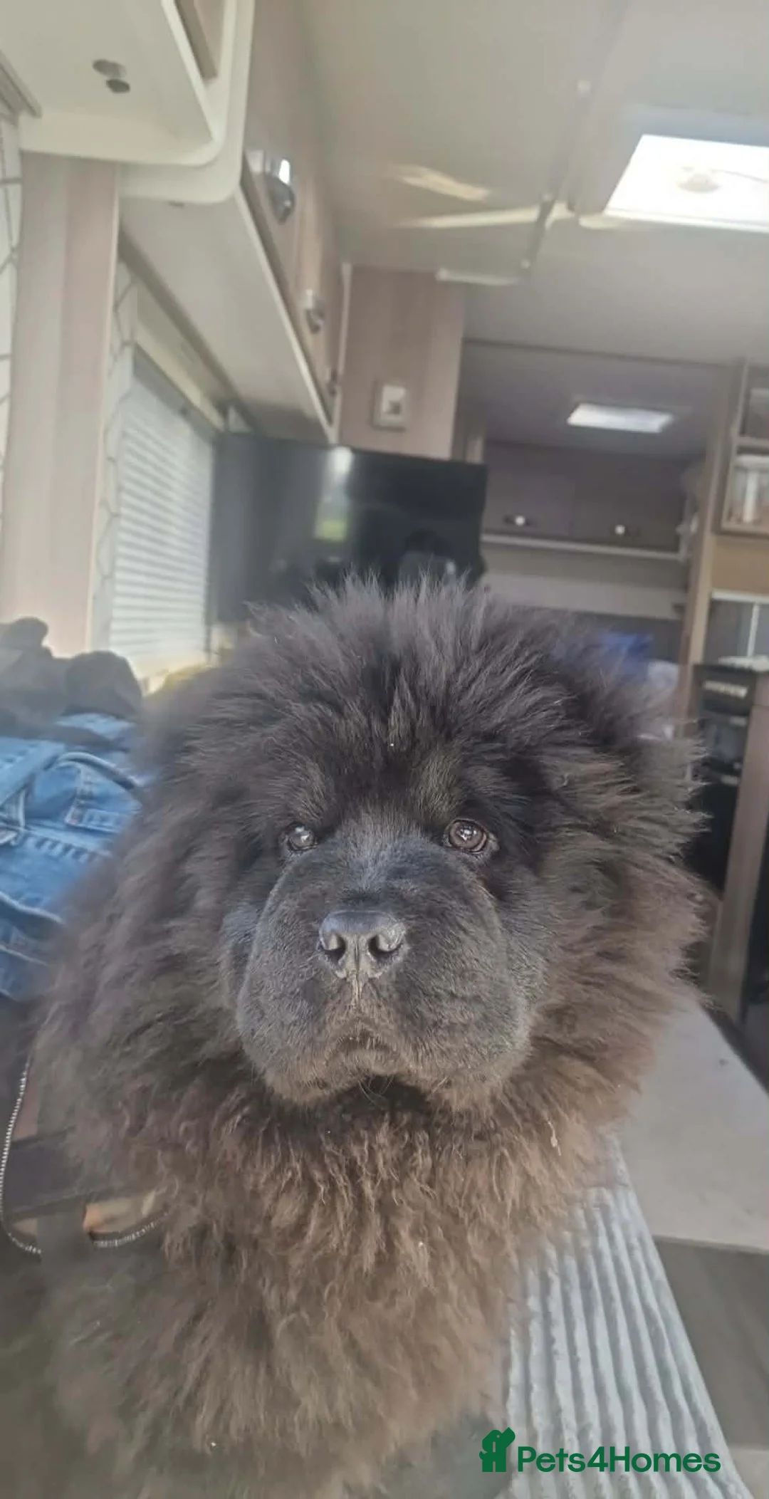 Chow Chow dogs for sale: Beautiful black chow chow  - Advert 6