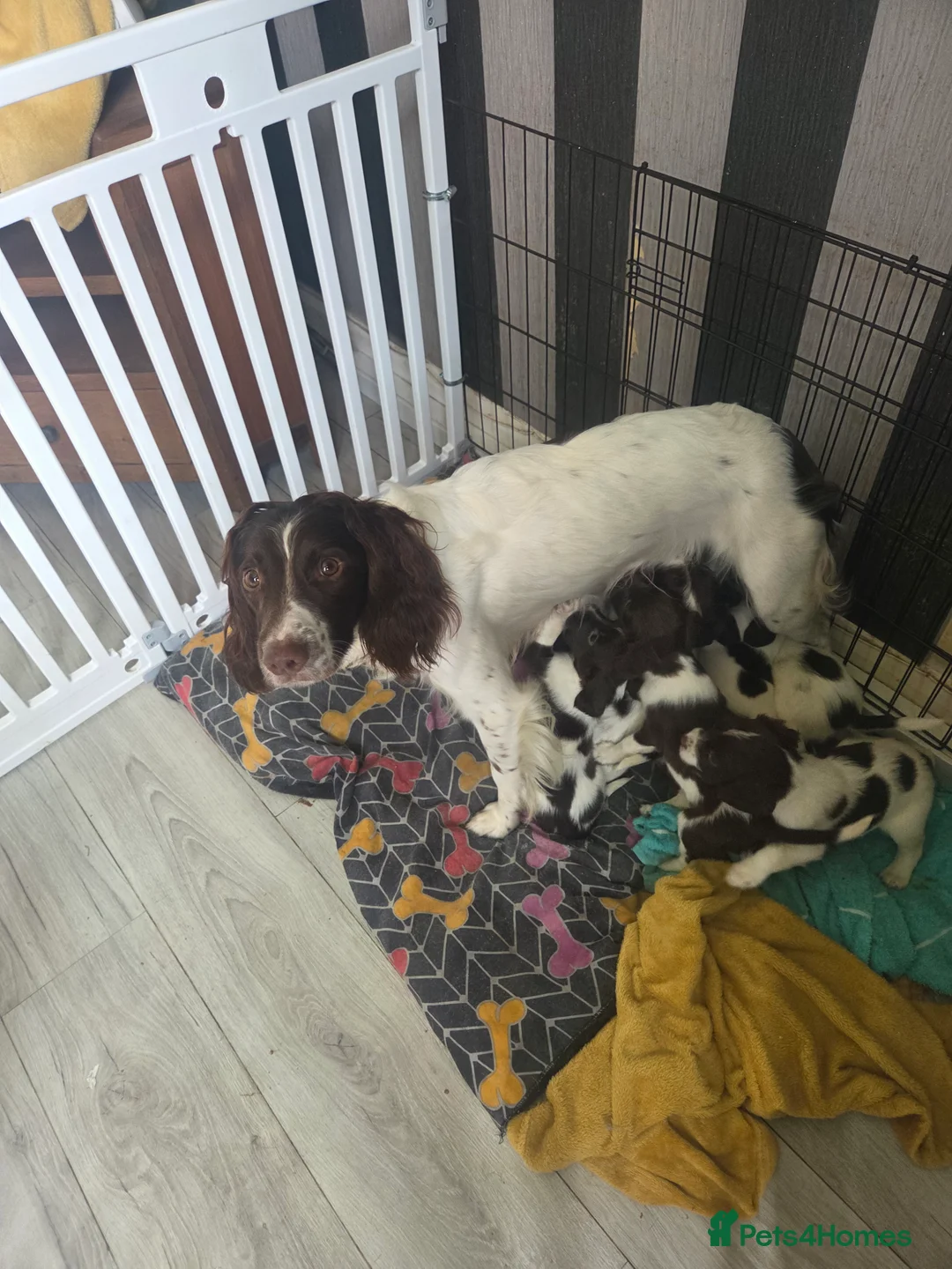 English Springer Spaniel dogs for sale: English springer pups  in Wigan - Advert 2