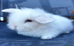 Lionhead rabbits for sale: Beautiful baby bunnies looking for an amazing home - Image 4