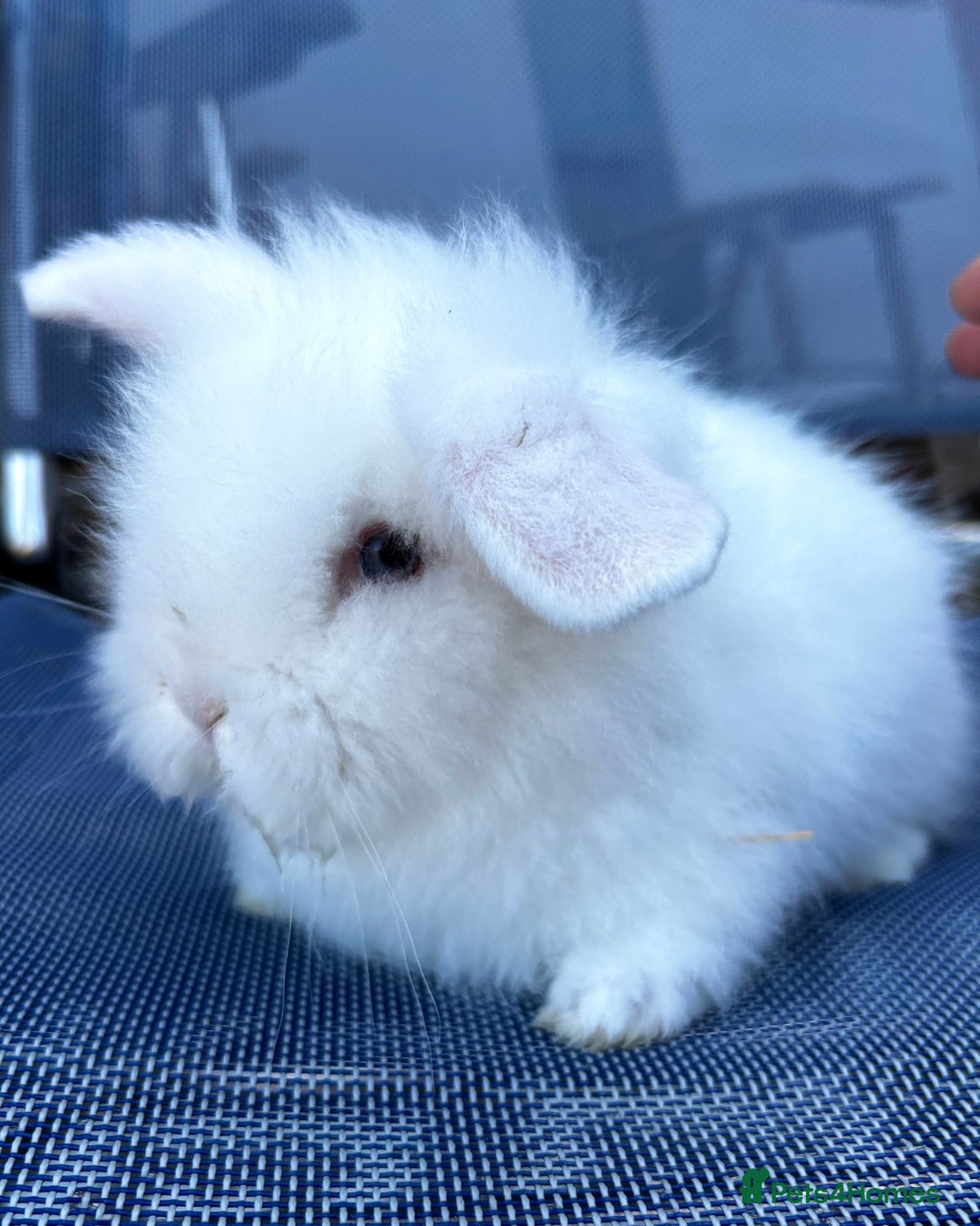 Lionhead rabbits for sale: Beautiful baby bunnies looking for an amazing home - Image 4