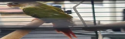 Conures birds for sale: 2 conures - Advert 2