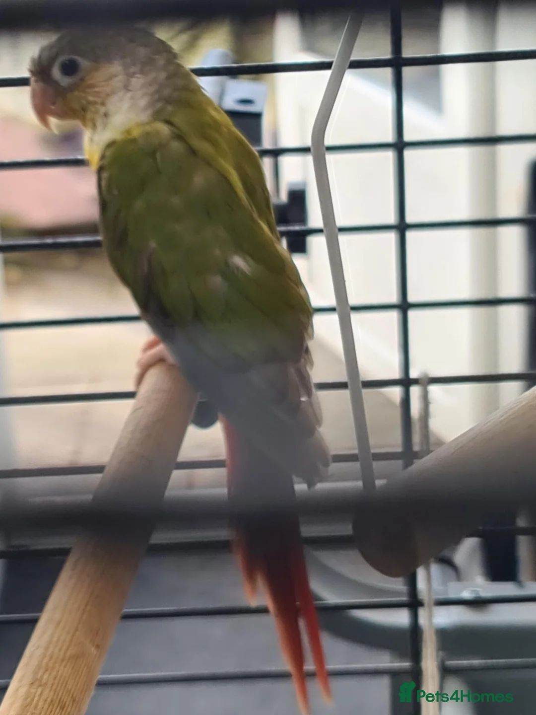 Conures birds for sale: 2 conures - Advert 2