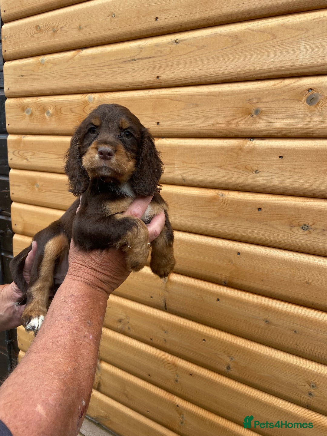 Cocker Spaniel dogs for sale: Cocker spaniel puppies  - Image 3