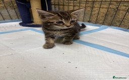 Domestic Shorthair cats for sale: Domestic short hair kittens  - Image 2