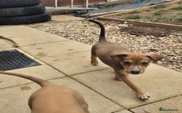 Mixed Breed dogs for sale: Lurcher x staff  in Sturminster Newton - Image 24
