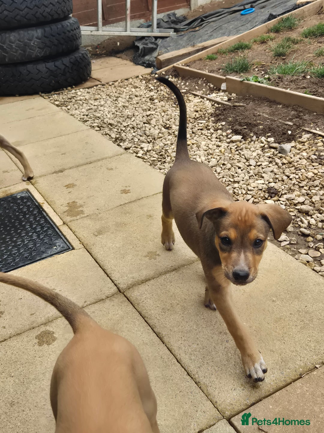Mixed Breed dogs for sale: Lurcher x staff  in Sturminster Newton - Image 24