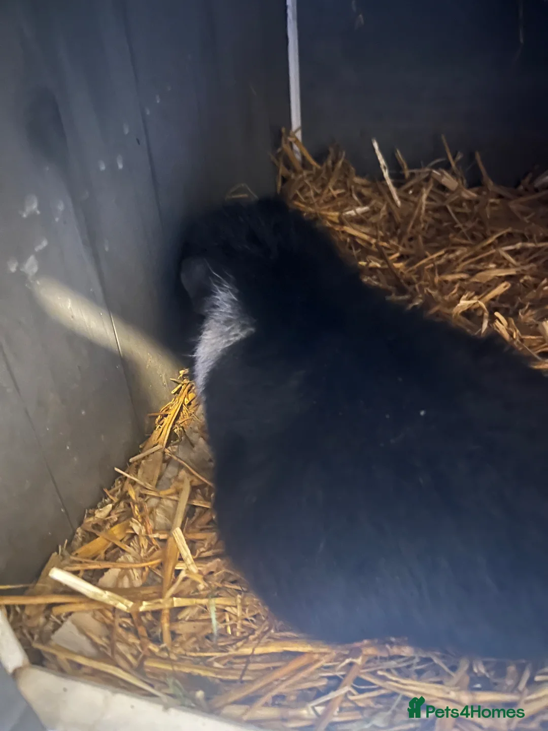 Guinea Pig rodents for sale: Guinea pig - Advert 2