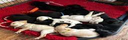 Labrador Retriever dogs for sale: Health tested super Working Line Labrador litter.  in Stratford-upon-Avon - Advert 6