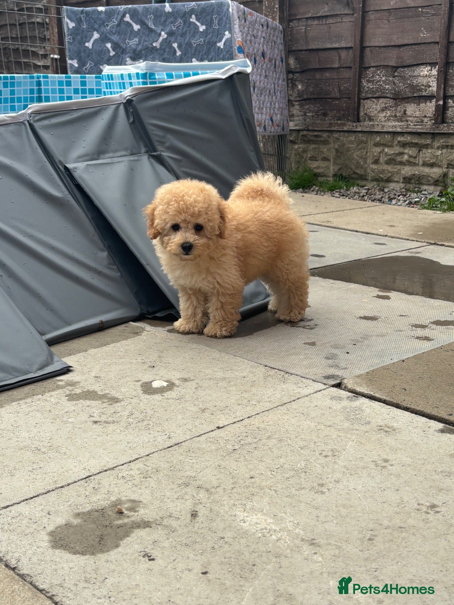 Toy Poodle dogs Reduced LAST ONE - toy poodle puppies for sale - Advert 17
