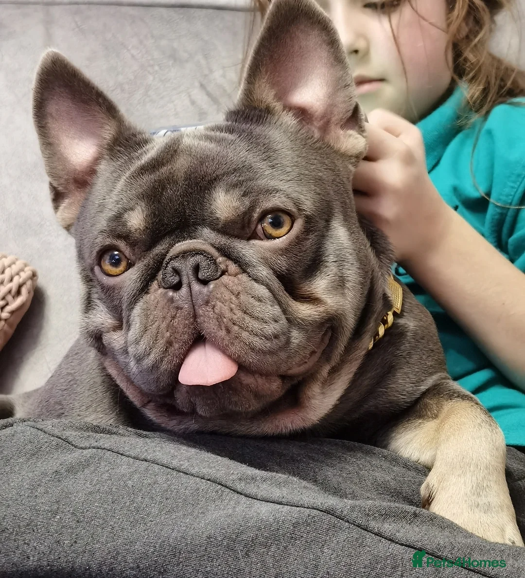 French Bulldog dogs for stud: Mayan, Rfg, bva, Silver health tested Lilac tan in Sheffield - Advert 5