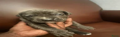 Cane Corso 3
