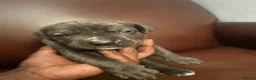 Cane Corso dogs for sale: Beautiful Cane corso for sell  - Advert 15
