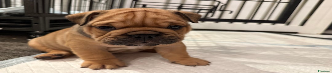 English Bulldog Puppy 3