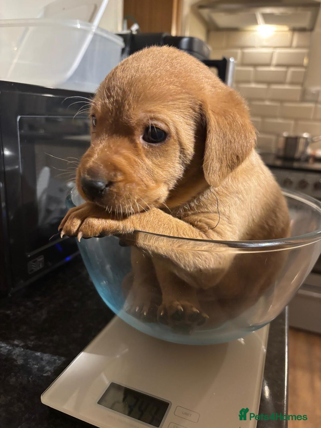 Labrador Retriever dogs for sale: Fox red Labrador retriever puppies – males only - Advert 10