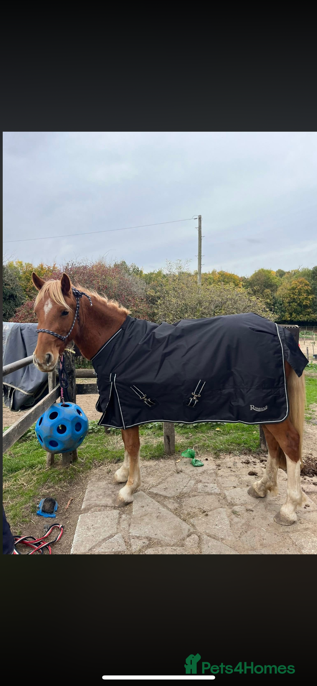 Welsh Section B horses for sale: ELSA🧡 - Advert 23