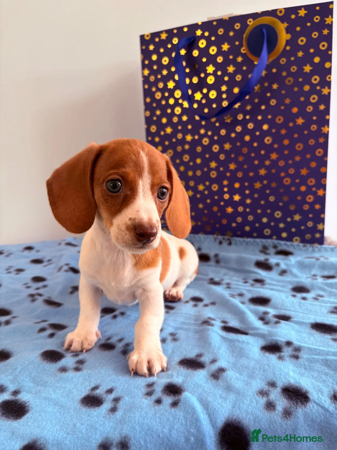 Miniature Dachshund dogs for sale: ⭐️💕miniature dachshund pups⭐️💕 - Advert 2