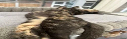 Mixed Breed cats for sale: 2 remaining kittens, looking for forever homes - Advert 1