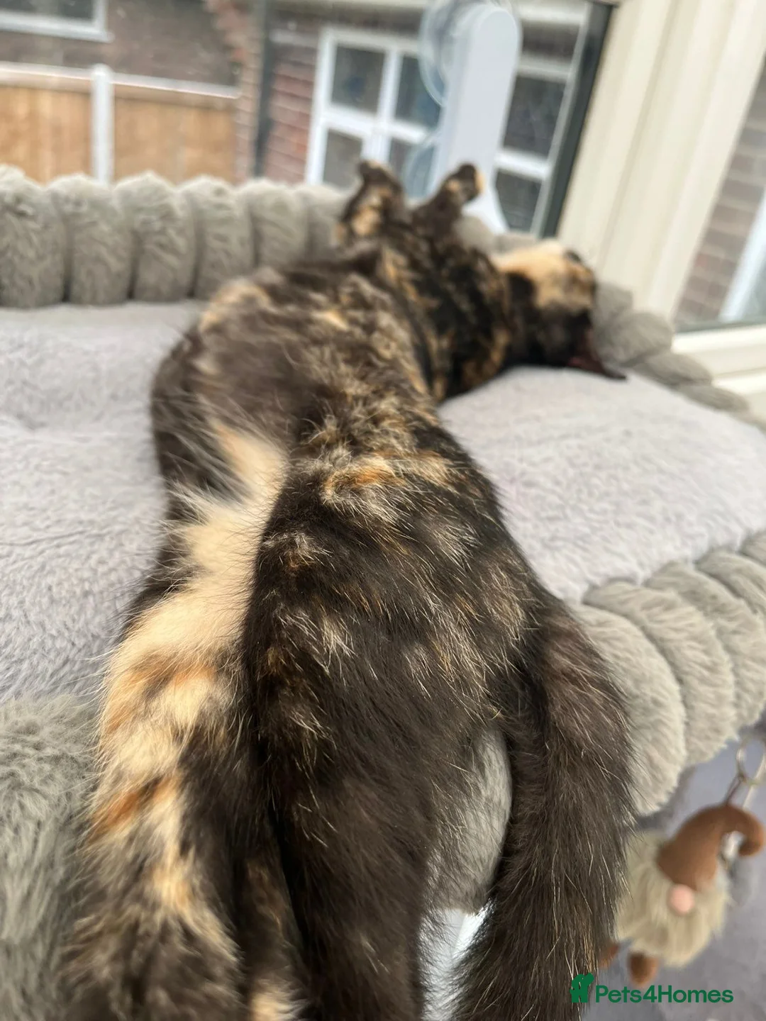 Mixed Breed cats for sale: 2 remaining kittens, looking for forever homes - Advert 1