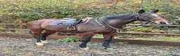 English Thoroughbred horses for sale: Beautiful 16.1hh thoroughbred mare *£2250(ono)* - Advert 2