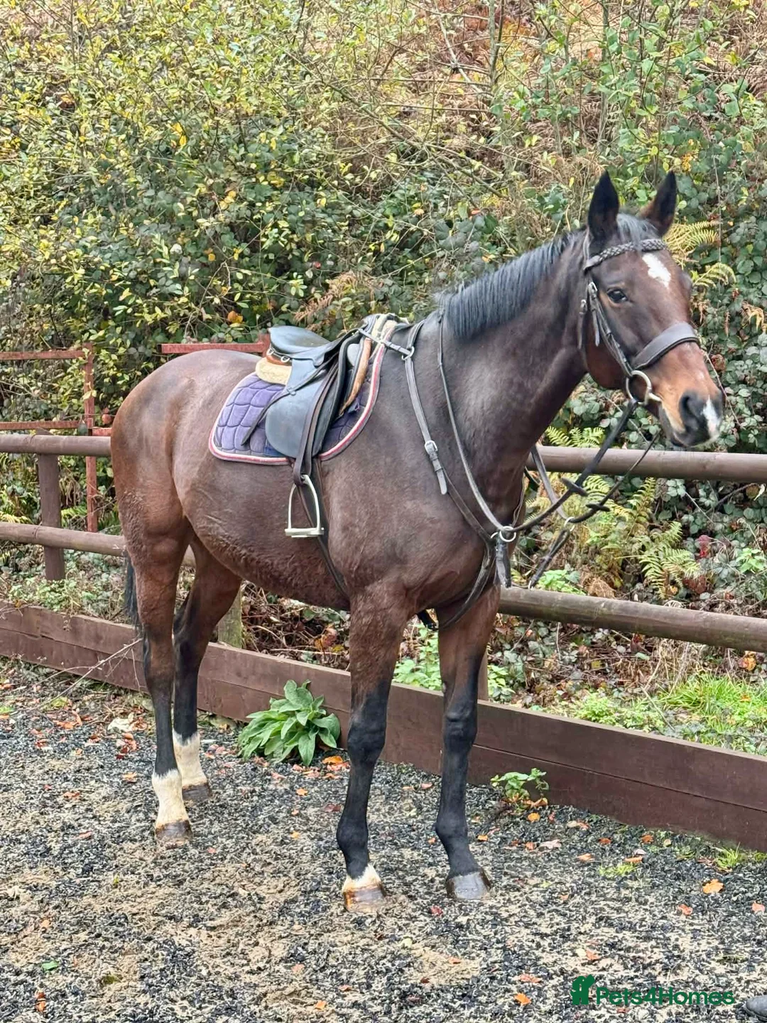 English Thoroughbred horses for sale: Beautiful 16.1hh thoroughbred mare *£2250(ono)* - Advert 2