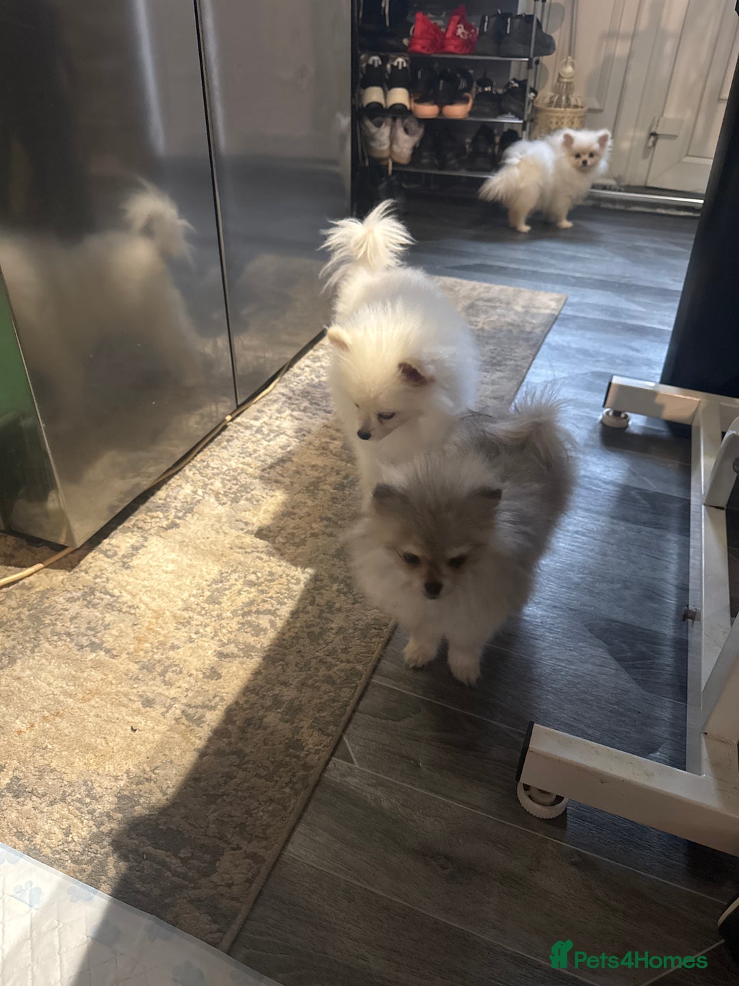 Pomeranian dogs for sale: Pomeranian  - Advert 4