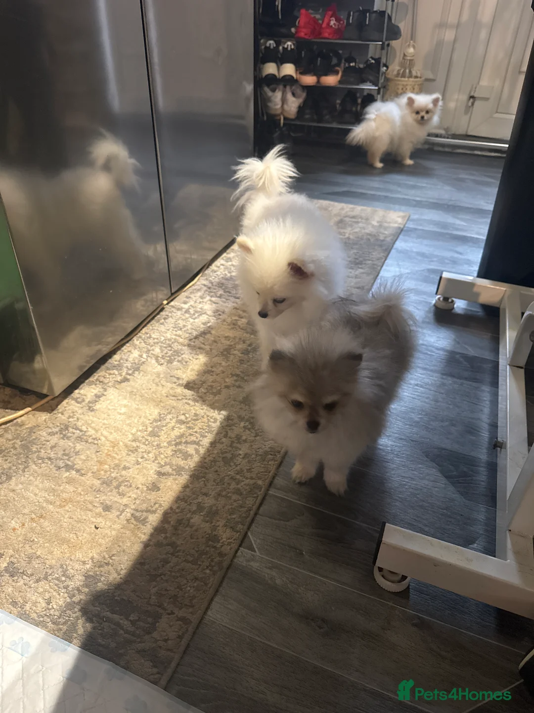 Pomeranian dogs for sale: Pomeranian  - Advert 4