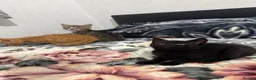 Mixed Breed cats for sale: Kittens for sale!  - Advert 20