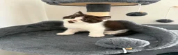 Persian cats for sale: Persian Cross Kittens – 2 Males & 1 Female - Advert 10