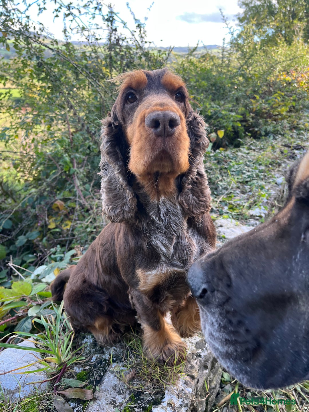 Cocker Spaniel dogs for stud: KC Classic TRUE SHOW Cocker Spaniel Stud in Ruthin - Advert 3