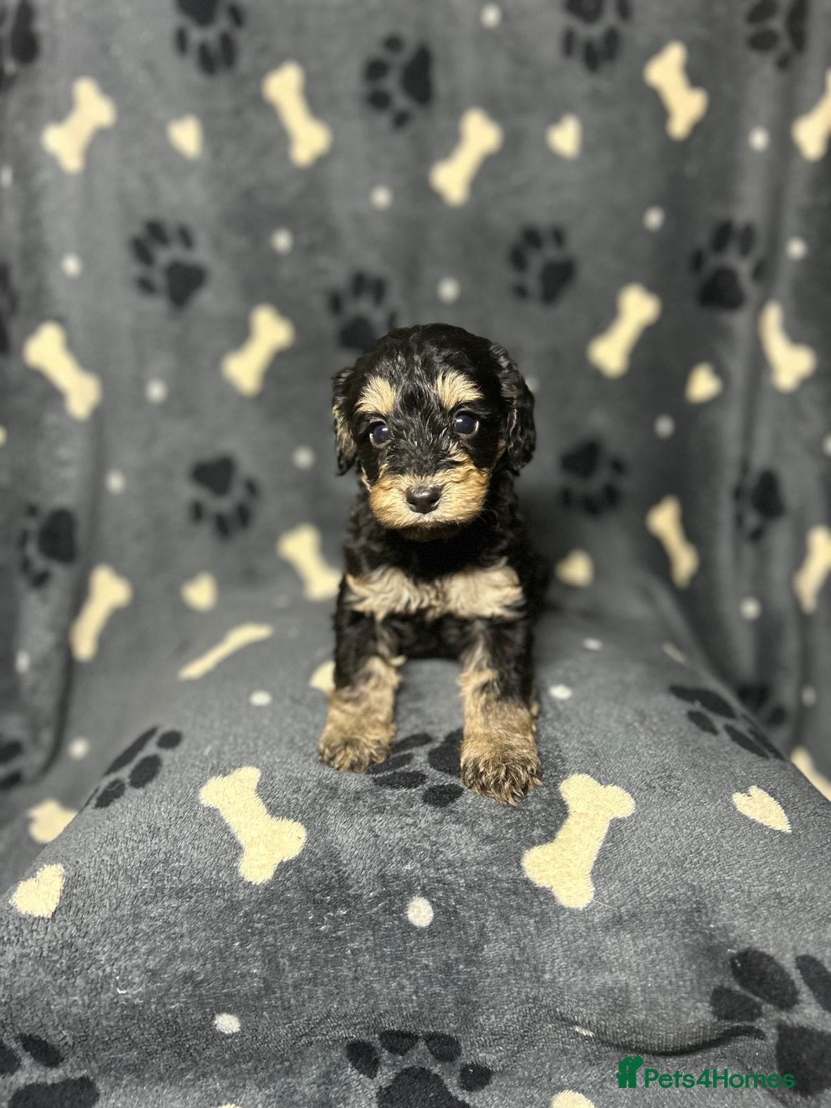 Cockapoo dogs F1 Miniature Cockapoo Males  - Advert 1