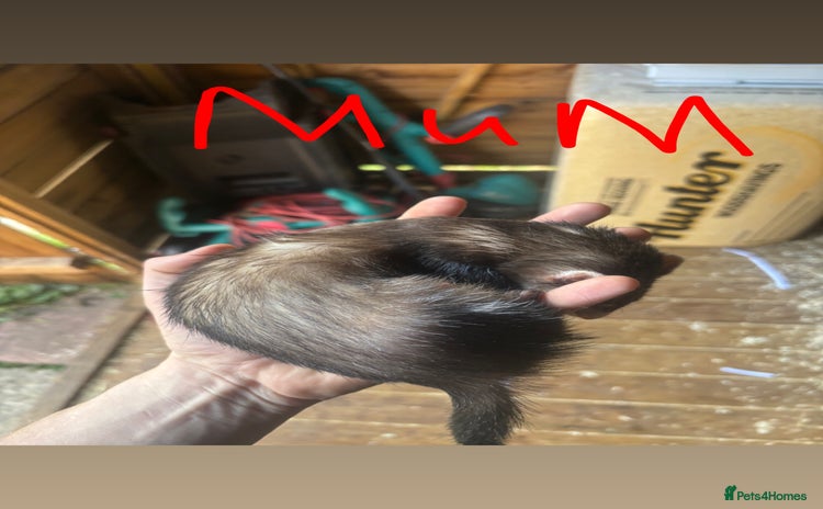 Ferret rodents - Advert 1