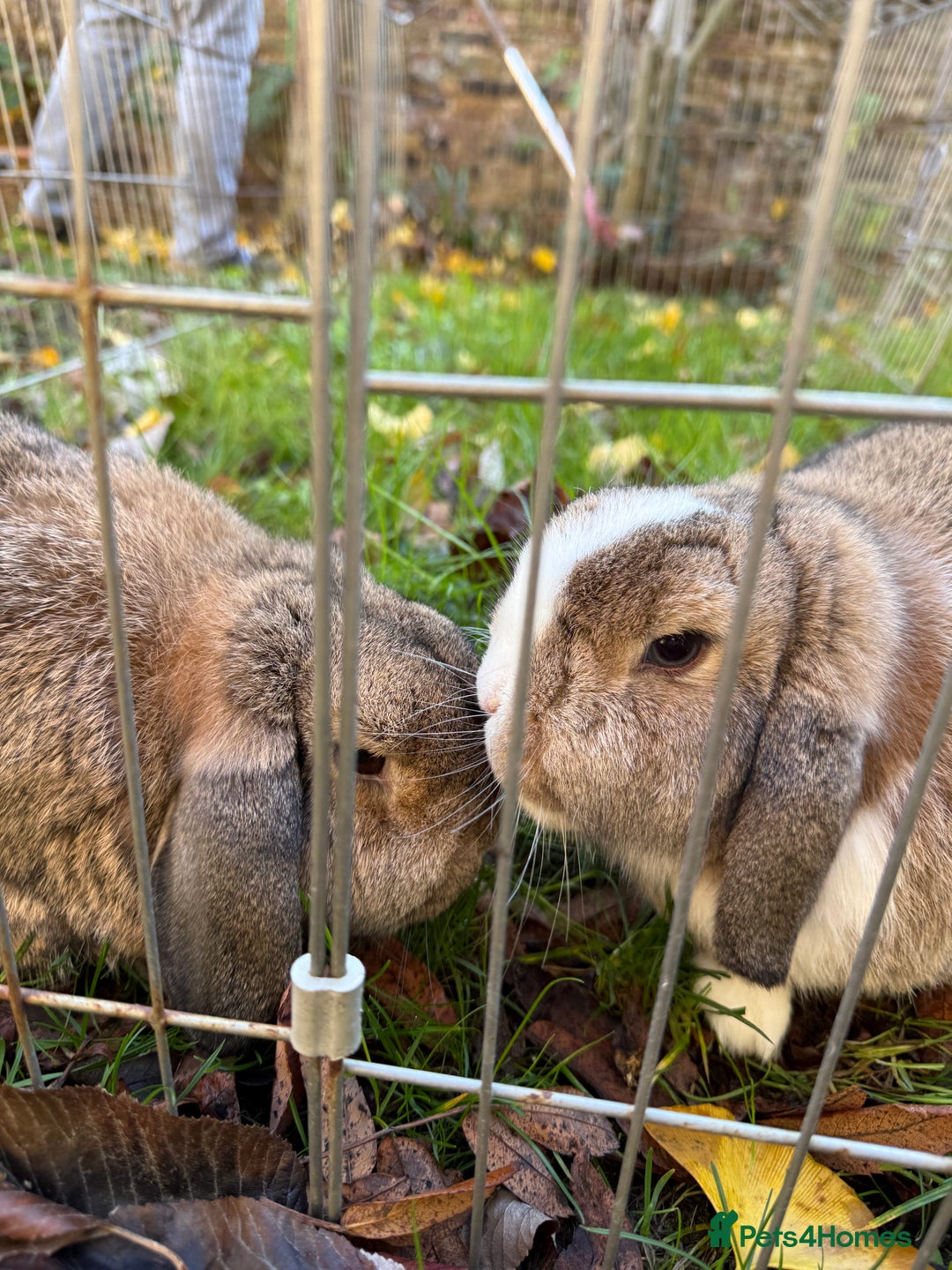 Mini Lop rabbits for sale: two very adorable mini lop ear rabbites  - Advert 2
