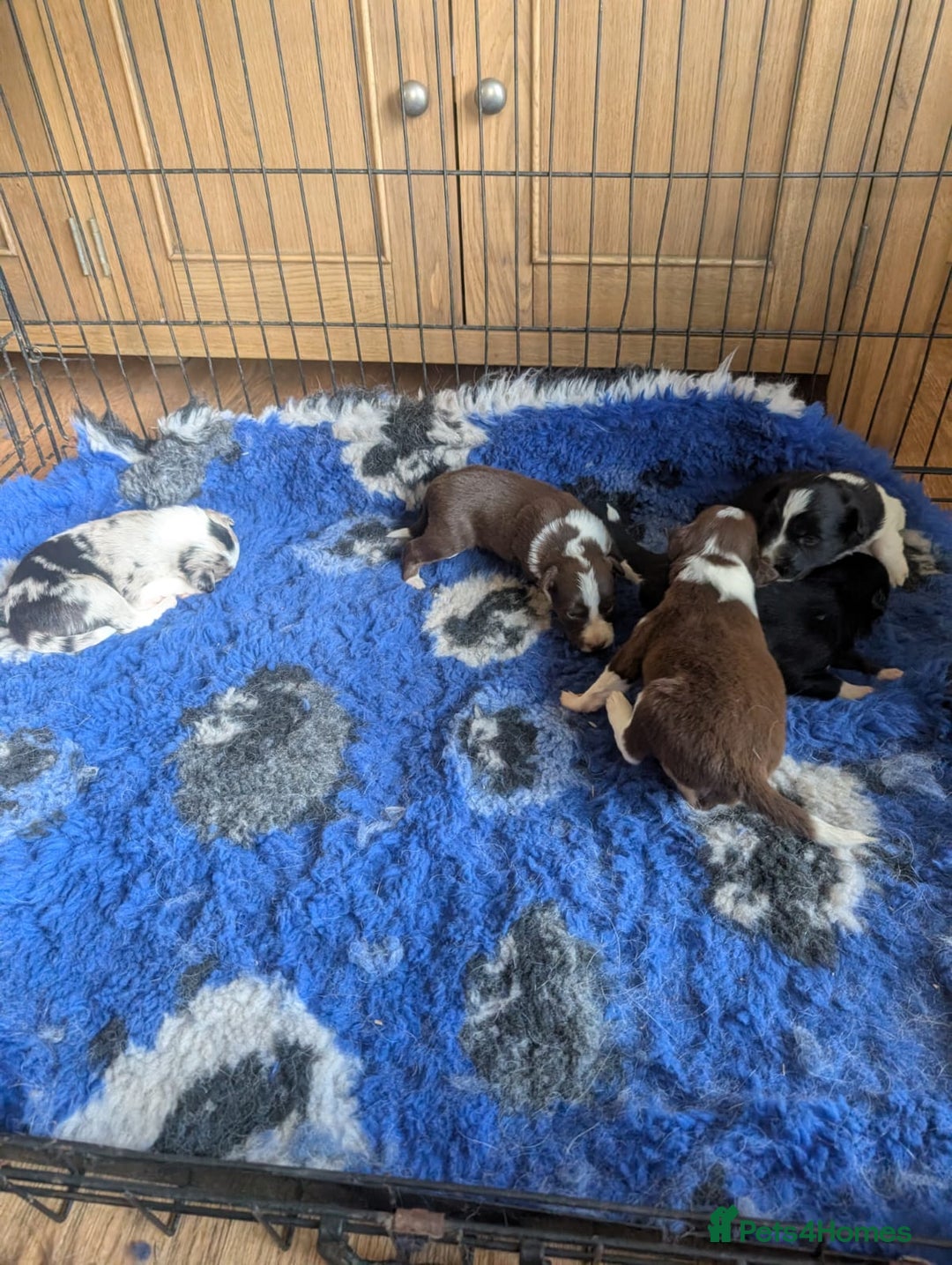 Border Collie dogs for sale: Border collie puppies, merl/black white - Image 3