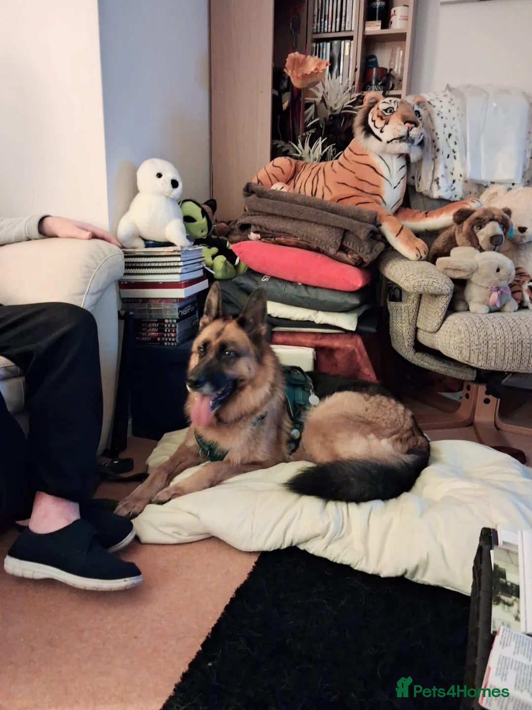 German Shepherd dogs for adoption: 5 year old gsd female  - Advert 3