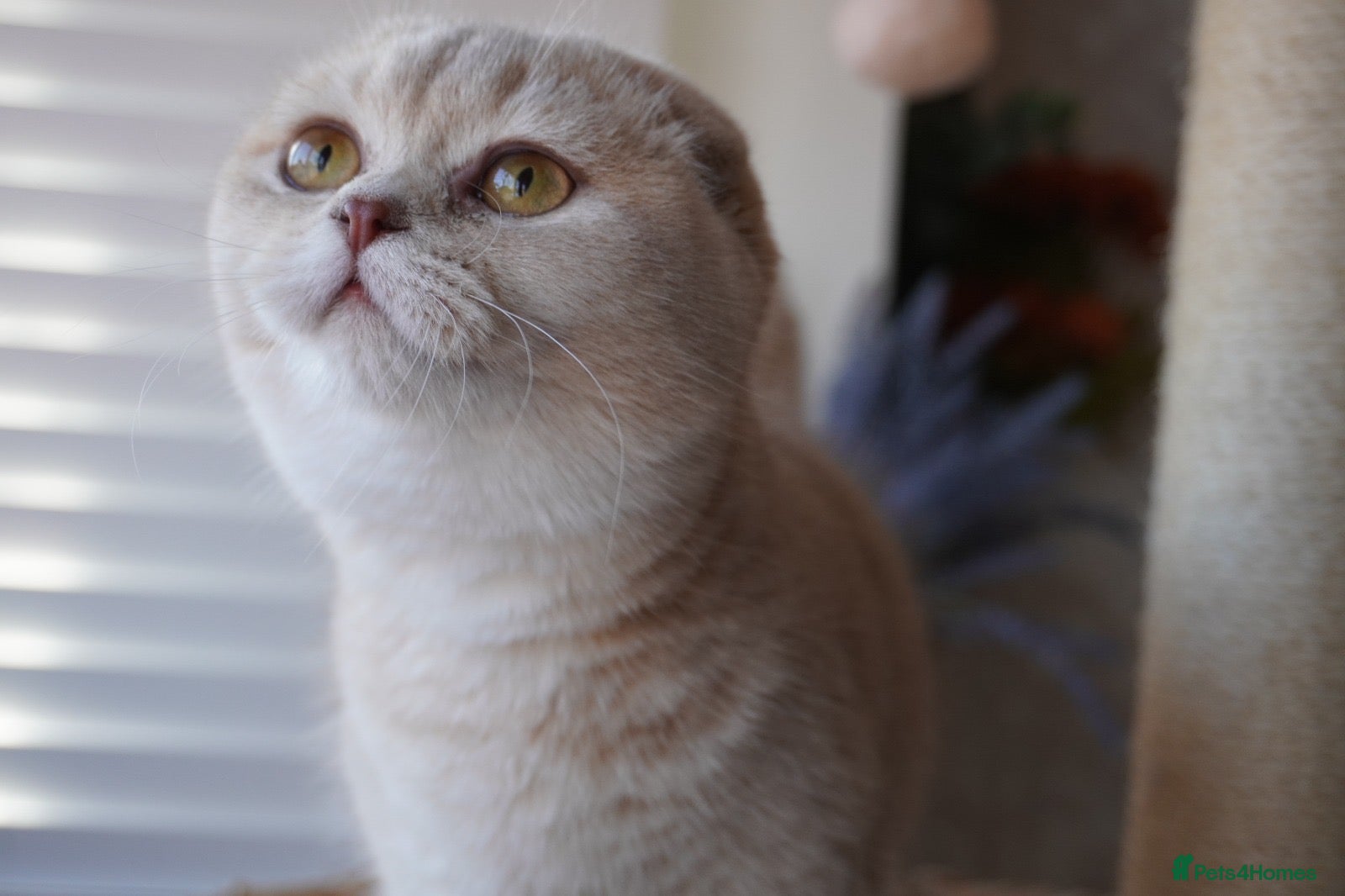 Scottish Fold cats for sale: Beautiful kittens - Advert 2
