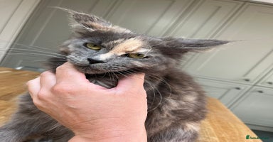 Maine Coon cats - Advert 13
