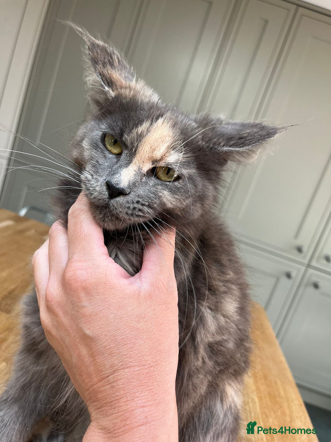Maine Coon cats for sale: Mainecoon Female - Queen - Image 2