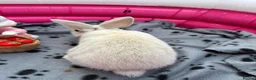 Mini Lop rabbits for sale: 🐰 Beautiful Mini Lop Baby Bunnies –Ready to go 🐰 - Advert 24