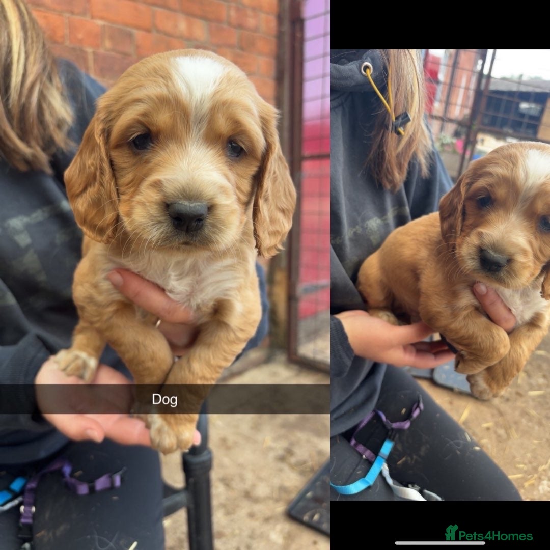 Sprocker dogs for sale: Sprocker pups by working parents - Image 1